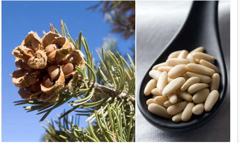 Pinon Nuts come from Pinon trees which grow wild on 38,000,000 million acres of public land in the southwerstern United States