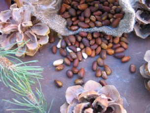 American pine nuts straight from the pinyon forests of the United States 